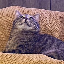Lucrezia