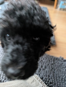 wunki