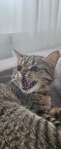 Anne