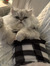 Elodie ...