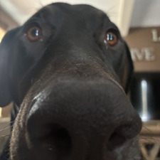 Ella