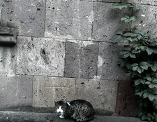 taso