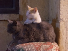 han⋆౨ৎ˚⟡˖ ࣪