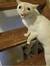 Merrr