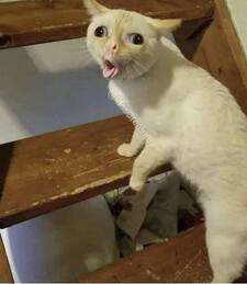 Merrr