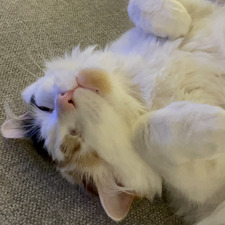Amelia