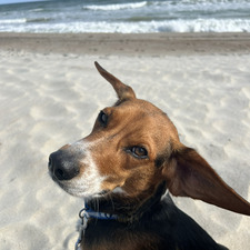 Lilly