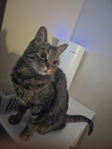 Missy