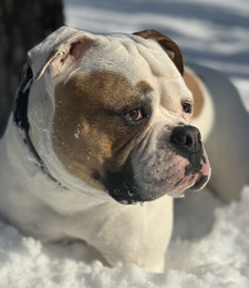 Peggy