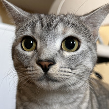 sam