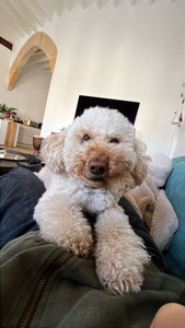 elborru