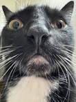 Zoe