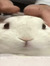 Rini