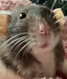 BOTATO
