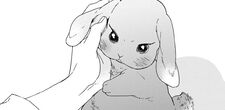 Bunny