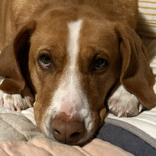 Sadie
