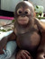 Eduardito