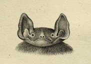AL