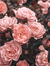 Euphemia