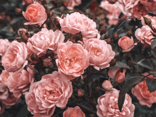 Euphemia