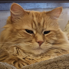 Zoe