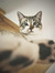 Morgane...