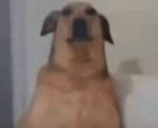 jee