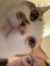 jovi chu
