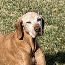 Phoebe