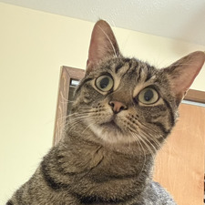 Amber