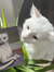 Cate