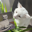 Cate