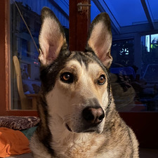 Nightys Wolf
