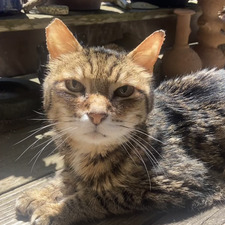 यास्तिका