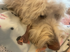 Rosie