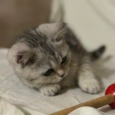 adyali