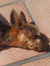 Nayi