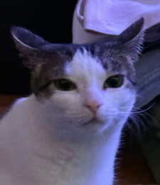 amelia~