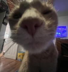 Izzy