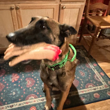PutridPuppy SRJacobson