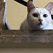Jo