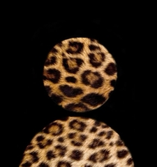 Teri