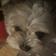 Ella
