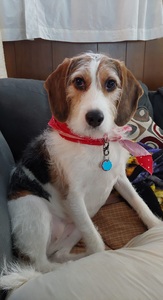 Zionist Lover  Of Israel