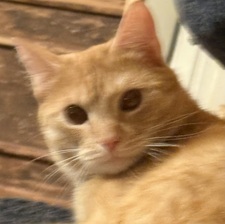 Aleksander