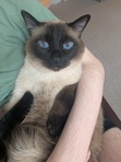 Amelia