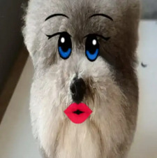 anka 