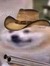 Pogodaddy