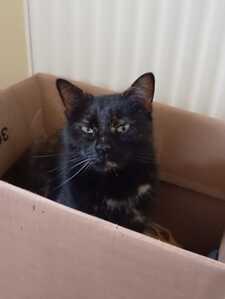 Cora