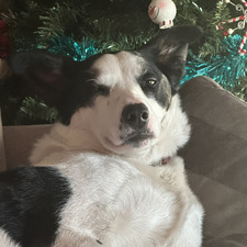 Meg